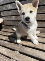 Alaskan Klee Kai Puppies for sale in 24403 SW 118 Ave, Princeton, FL 33032, USA. price: NA