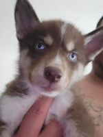Alaskan Klee Kai Puppies for sale in Plant City, FL, USA. price: NA