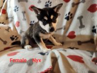 Alaskan Klee Kai Puppies for sale in Katy, TX 77493, USA. price: NA