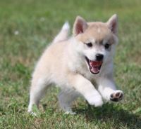 Alaskan Klee Kai Puppies Photos