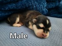 Alaskan Malamute Puppies for sale in Hartsel, CO 80449, USA. price: NA