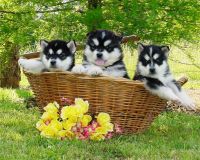 Alaskan Malamute Puppies for sale in Liberal, MO 64762, USA. price: NA