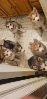 Alaskan Malamute Puppies for sale in Clearfield, UT, USA. price: NA