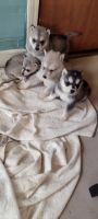 Alaskan Malamute Puppies Photos