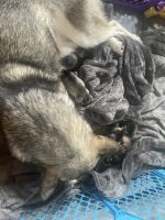 Alaskan Malamute Puppies for sale in Cuyahoga Falls, OH 44222, USA. price: NA