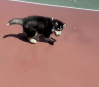 Alaskan Malamute Puppies for sale in Westminster, CA, USA. price: NA