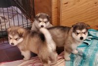 Alaskan Malamute Puppies for sale in Charlotte, NC, USA. price: NA