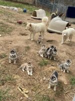 Alaskan Malamute Puppies for sale in Lakeview, MI 48850, USA. price: NA