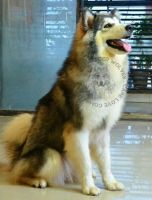 Alaskan Malamute Puppies for sale in New Town, West Bengal, India. price: 165000 INR