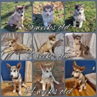 Alaskan Malamute Puppies for sale in Morganton, NC 28655, USA. price: NA