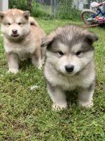 Alaskan Malamute Puppies for sale in Topeka, KS, USA. price: NA