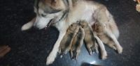 Alaskan Malamute Puppies for sale in Chennai, Tamil Nadu, India. price: 90000 INR