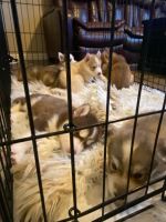 Alaskan Malamute Puppies for sale in Las Vegas, NV, USA. price: NA