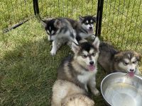 Alaskan Malamute Puppies Photos