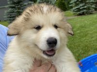 Alaskan Malamute Puppies for sale in Brighton, MI 48116, USA. price: NA