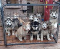 Alaskan Malamute Puppies for sale in Rockford, IL, USA. price: NA