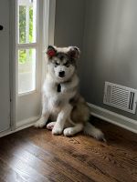 Alaskan Malamute Puppies for sale in 404 Lawrenceville Hwy, Lawrenceville, GA 30046, USA. price: NA