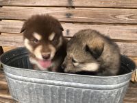Alaskan Malamute Puppies for sale in Locust Grove, OK 74352, USA. price: NA