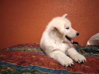 Alaskan Malamute Puppies for sale in Dallas-Fort Worth Metropolitan Area, TX, USA. price: NA