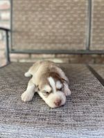 Alaskan Malamute Puppies for sale in Vacaville, CA 95688, USA. price: NA