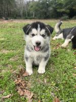Alaskan Malamute Puppies for sale in Cleveland, TX, USA. price: NA