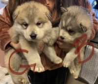 Alaskan Malamute Puppies for sale in Moses Lake, WA 98837, USA. price: NA