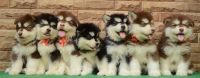 Alaskan Malamute Puppies for sale in New Town, West Bengal, India. price: 125000 INR