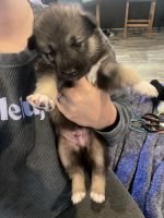 Alaskan Malamute Puppies for sale in Amity, OR 97101, USA. price: $1,000