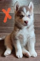 Alaskan Malamute Puppies for sale in Lakeview, MI 48850, USA. price: $500
