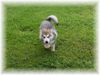 Alaskan Malamute Puppies for sale in Berlin Heights, OH 44814, USA. price: $1,200