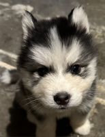 Alaskan Malamute Puppies for sale in Howell Ct, Howell Township, NJ 07731, USA. price: $300