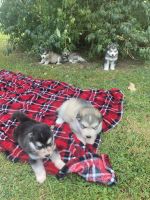 Alaskan Malamute Puppies for sale in Clear Brook, VA 22624, USA. price: $800