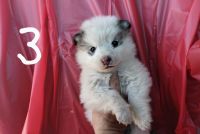 Alaskan Malamute Puppies for sale in Aguanga, CA 92536, USA. price: $300