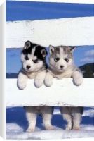 Alaskan Malamute Puppies for sale in Anchorage, AK 99514, USA. price: $500