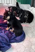 Alaskan Malamute Puppies for sale in Blaine, WA 98230, USA. price: $900