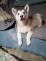 Alaskan Malamute Puppies for sale in Mouth Of Wilson, Virginia. price: $1,200