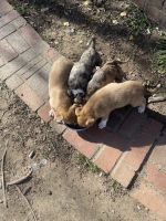 Alaunt Puppies for sale in Hyattsville, MD, USA. price: NA