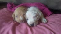 Alaunt Puppies for sale in Detroit, MI, USA. price: NA