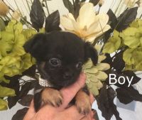Alaunt Puppies for sale in California Ave, South Gate, CA 90280, USA. price: NA