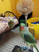 Alexandrine parakeet Birds for sale in Karapakkam, Chennai, Tamil Nadu, India. price: 6000 INR