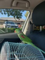Alexandrine parakeet Birds for sale in Stockton, CA, USA. price: NA