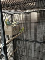 Alexandrine parakeet Birds for sale in 145 Kingston Rd, Cheltenham, PA 19012, USA. price: $250