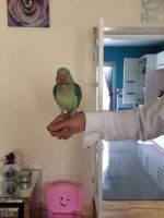 Alexandrine parakeet Birds for sale in Phoenix, AZ, USA. price: NA