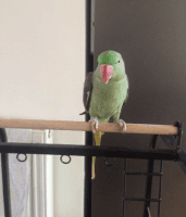 Alexandrine parakeet Birds for sale in Carlsbad, CA, USA. price: NA