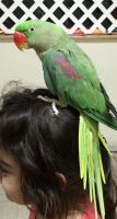 Alexandrine parakeet Birds Photos