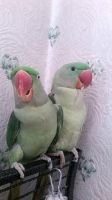 Alexandrine parakeet Birds for sale in Philadelphia, PA, USA. price: NA