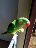 Alexandrine parakeet Birds for sale in Laguna Hills, CA, USA. price: NA