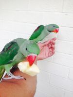 Alexandrine parakeet Birds for sale in Washington, DC, USA. price: NA