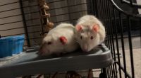 Alfaro's Rice Rat Rodents for sale in Chesterfield, MI 48051, USA. price: NA