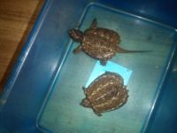 Alligator Snapping Turtle Reptiles for sale in Cleveland, OK 74020, USA. price: NA